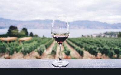 clear wine glass overlooking orchard during daytime