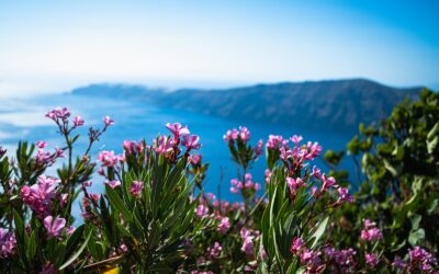 pink flowers on green grass field during daytime